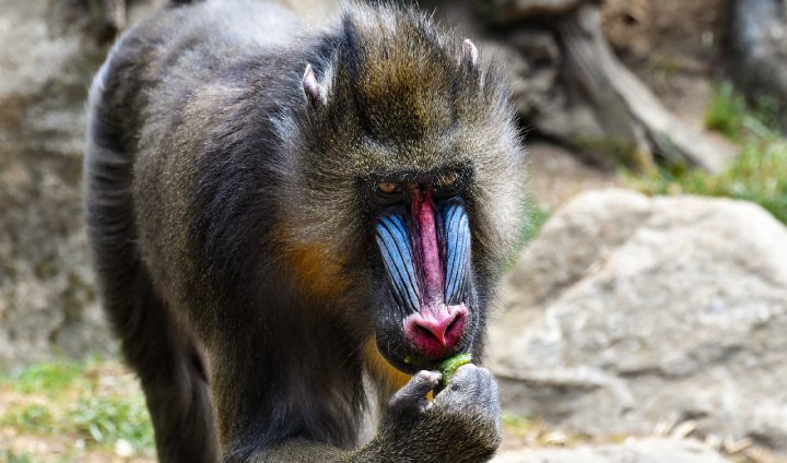 Alimentação do Mandril