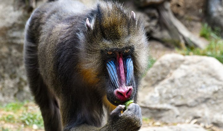 Alimentação do Mandril 