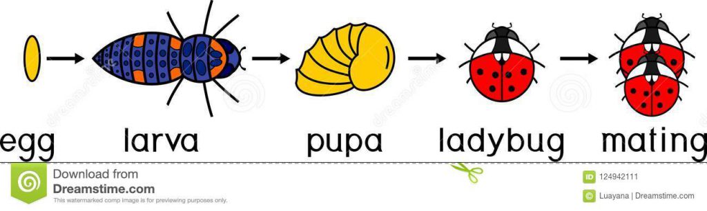 Ciclo de Vida da Joaninha 