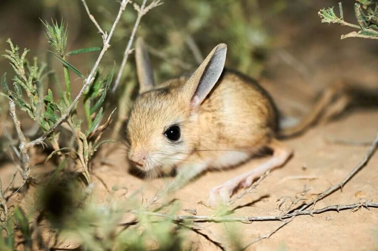 Ciclo de Vida do Jerboa