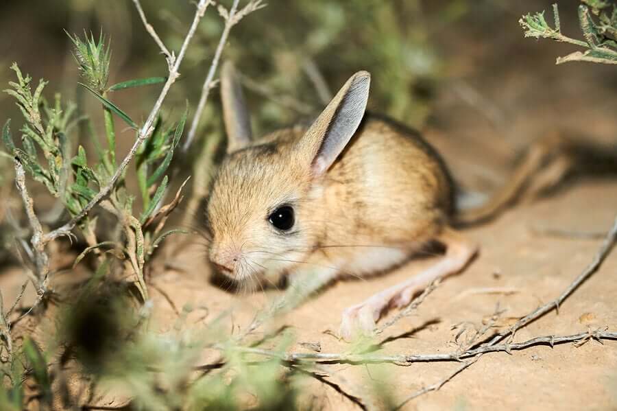 Ciclo de Vida do Jerboa 