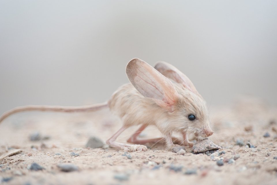 Comportamento do Jerboa 