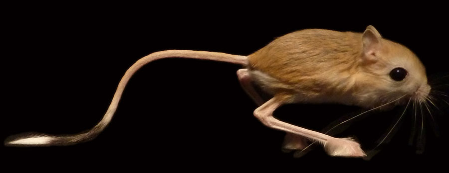 Comportamento do Jerboa