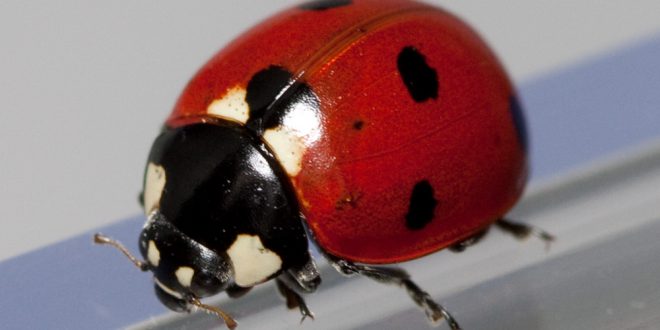 Reprodução da Joaninha: Filhotes e Período de Gestação | Mundo Ecologia