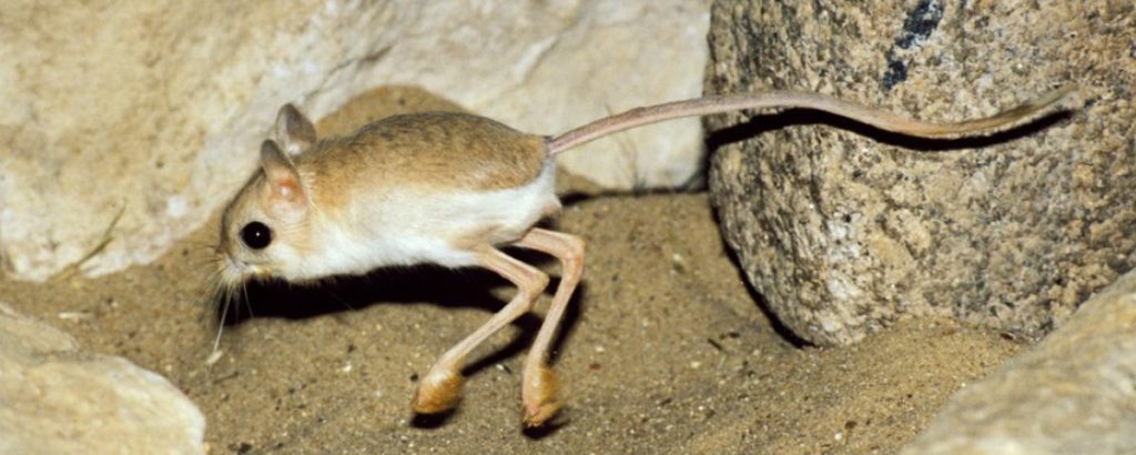 Conheça Mais Sobre o Jerboa
