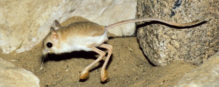 Conheça Mais Sobre o Jerboa