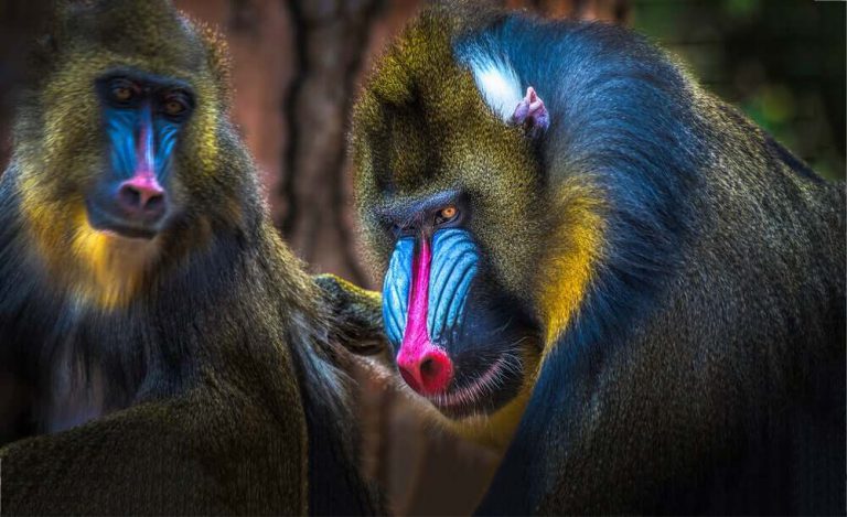 Curiosidades Sobre o Mandril