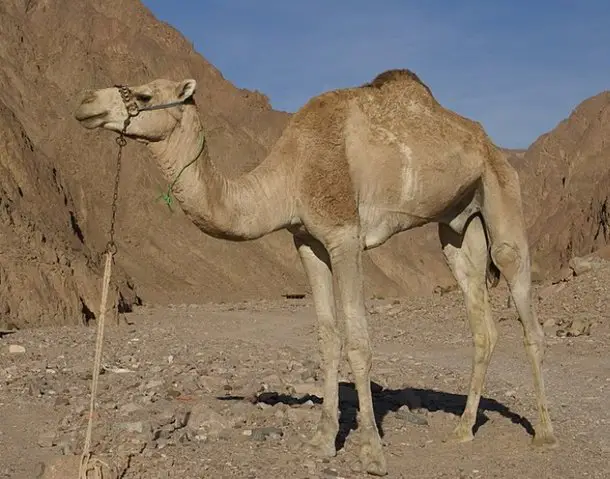 Dromedário é um Animal Típico do Deserto 