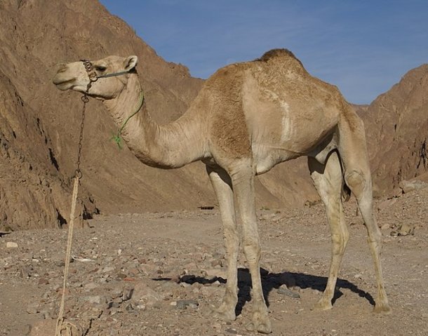 Dromedário é um Animal Típico do Deserto
