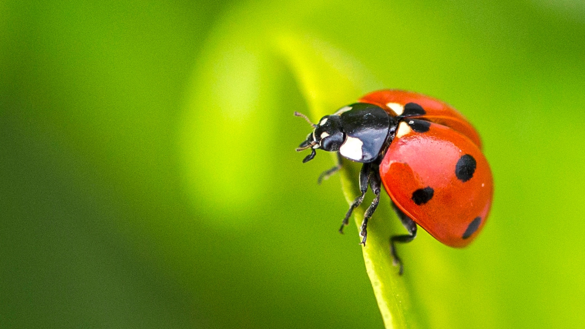 História da Joaninha e Origem do Animal | Mundo Ecologia