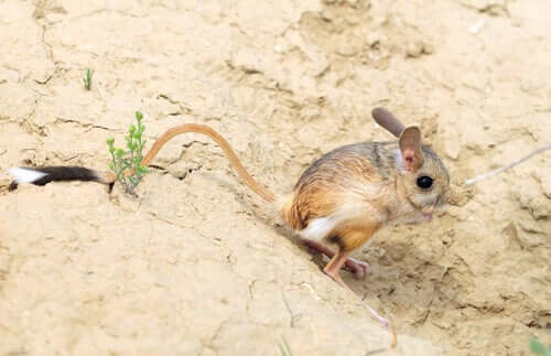 Espécies de Jerboa