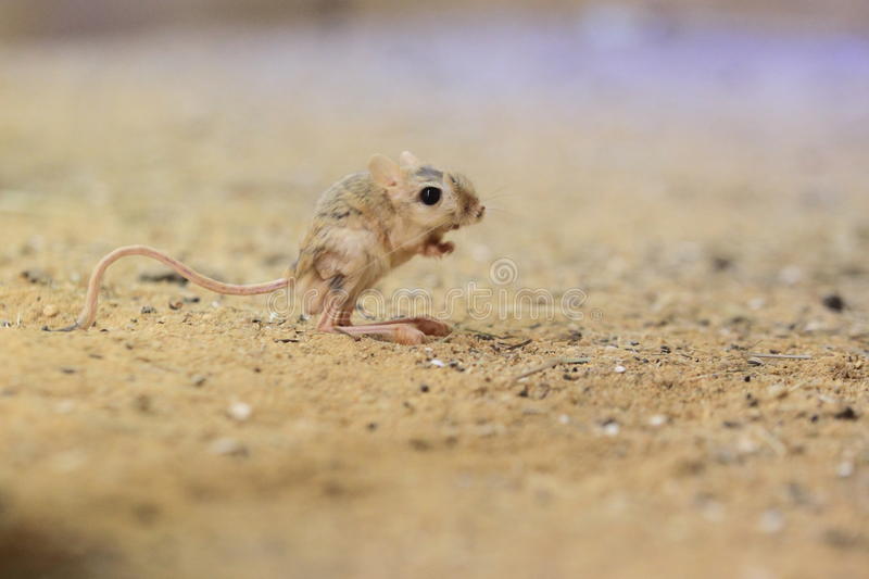 Filhote de Jerboa 