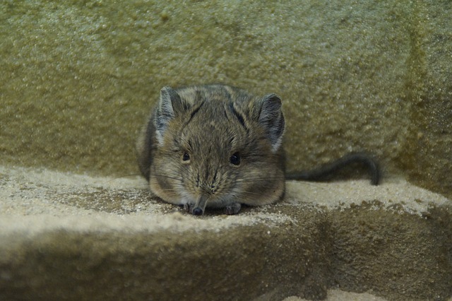 Jerboa São Roedores Pertencentes à Família Taxonômica Dipodidade 