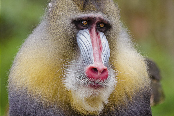 Mandril e Família