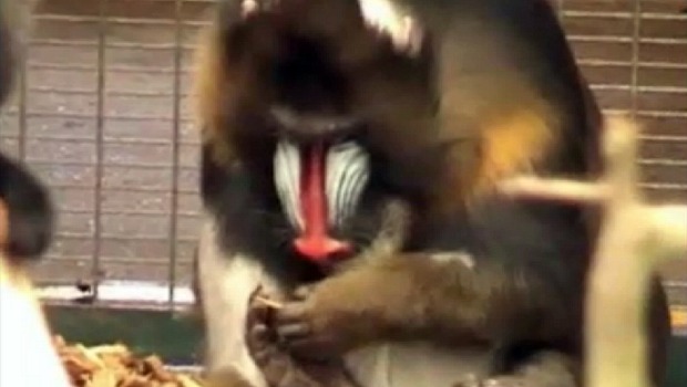 Mandril o Primata