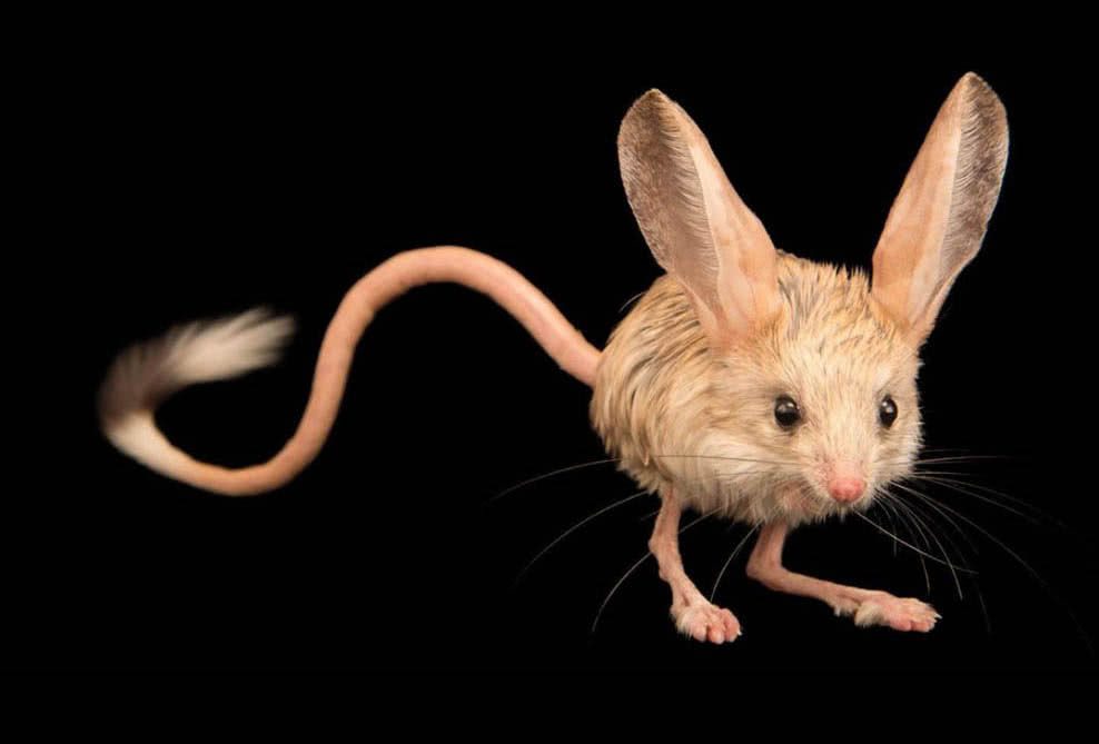 O Jerboa Tem Uma Forma Fofa 