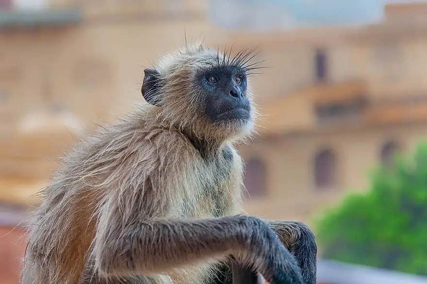 Qual é o Macaco Mais Perigoso do Mundo ? | Mundo Ecologia