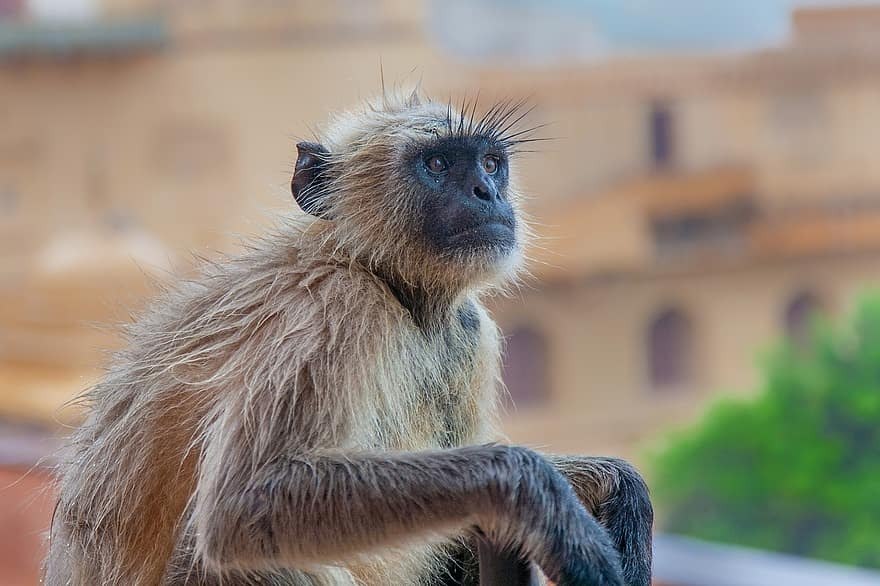 O Macaco é um Primata 