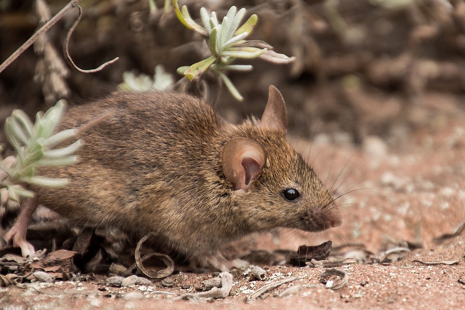 Os Ratos-Bétula Possuem Caudas e Patas Mais Curtas do que as Jerboas 