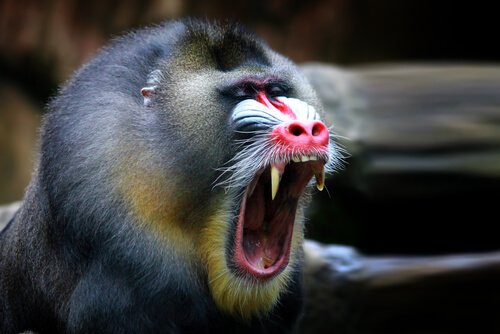 Perfil do Mandril
