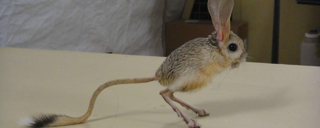 Saiba Mais Sobre o Jerboa 