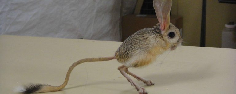 Saiba Mais Sobre o Jerboa