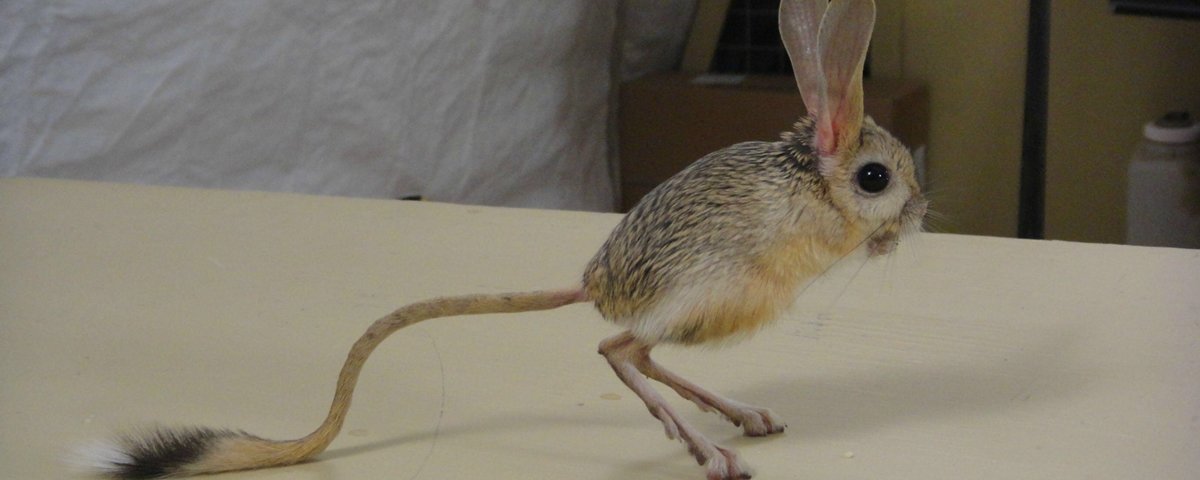 História do Jerboa e Origem do Animal