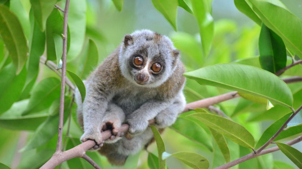 Slow Loris O Primata Mais Perigoso do Mundo 