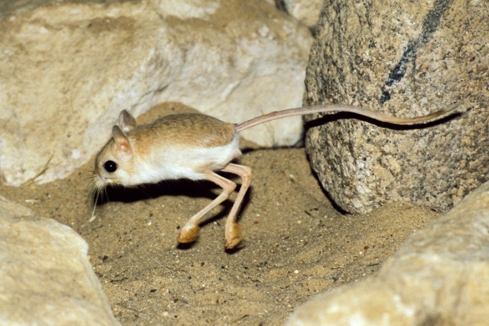 Toca do Jerboa
