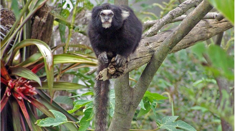 Sagui-da-Serra-Escuro