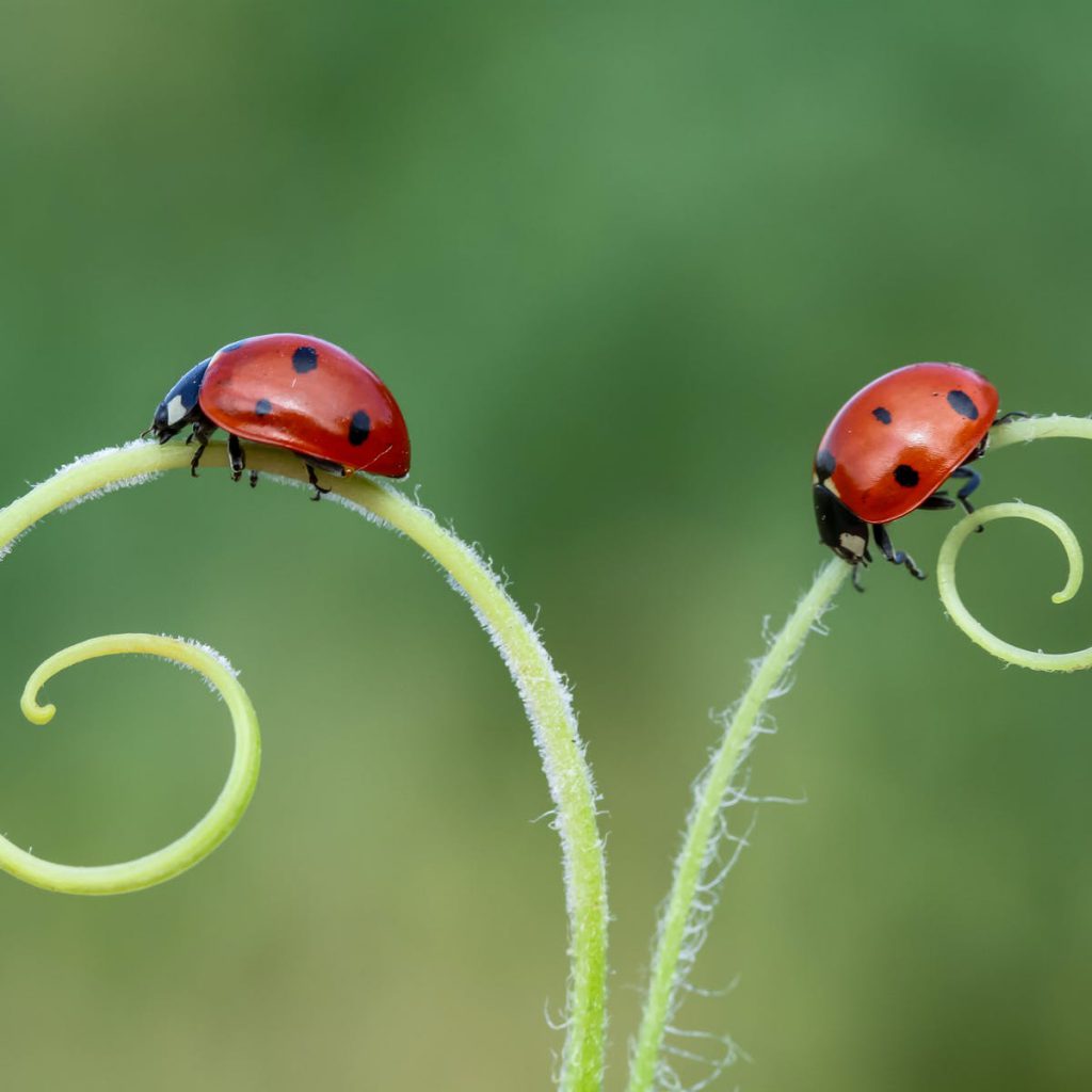 Joaninha: Reino, Filo, Classe, Família e Gênero | Mundo Ecologia