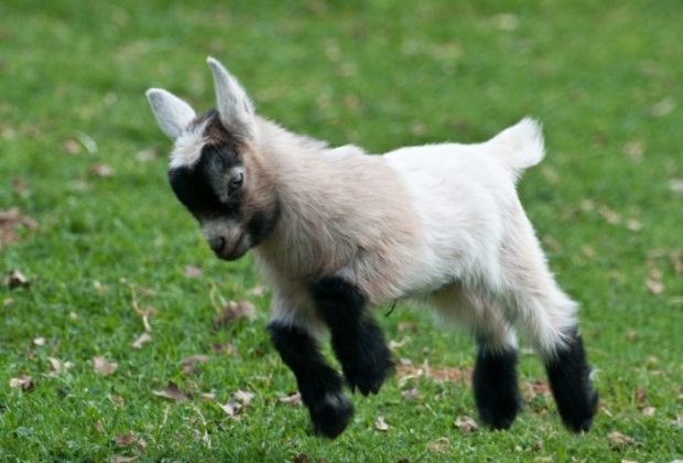 Cabras Domésticas 