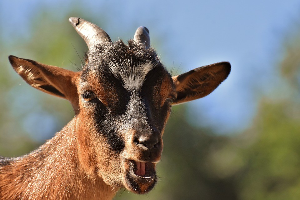 Cabras Domésticas 