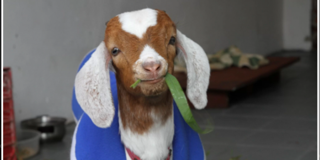 Quanto Custa um Cabrito de Estimação ? Onde Comprar ? | Mundo Ecologia