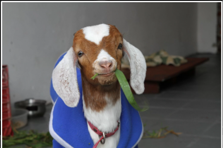 Cabrito como Pet