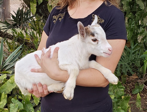 Cabrito de Estimação 