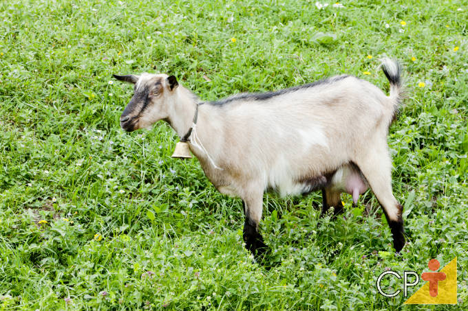 Criação de Cabras 