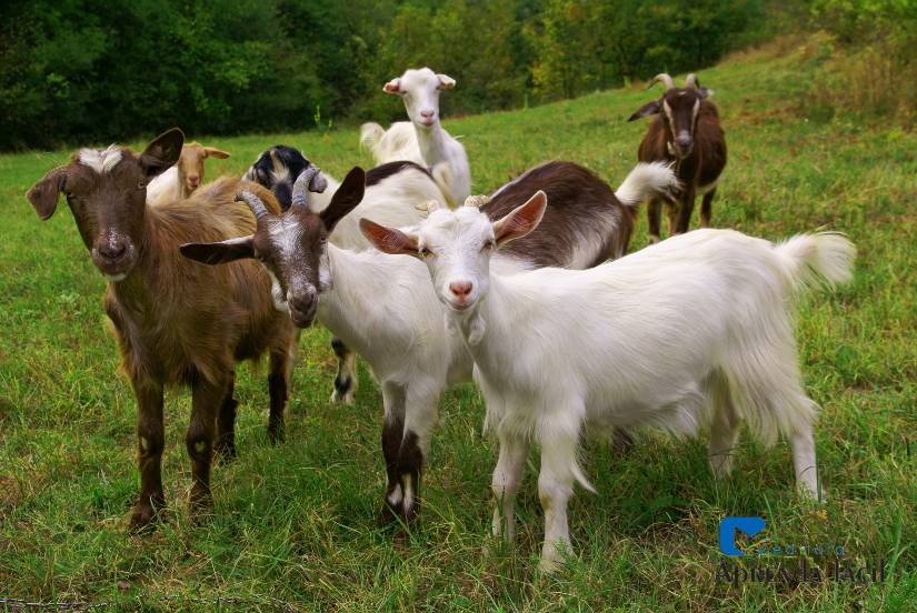 Criando Cabras 