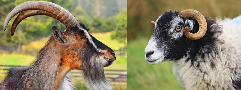 Diferença Caprinos e Ovinos