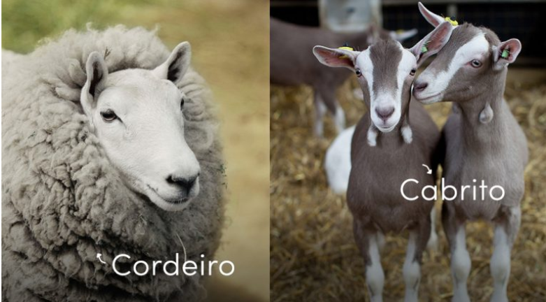 Diferença Entre Cordeiro e Cabrito