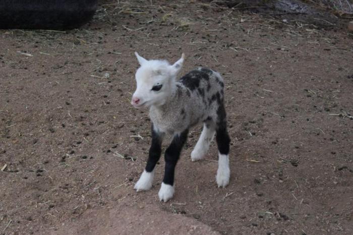 Cabrito Recém Nascido 