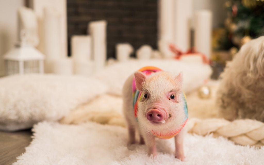 Mini Pig Como Pet 