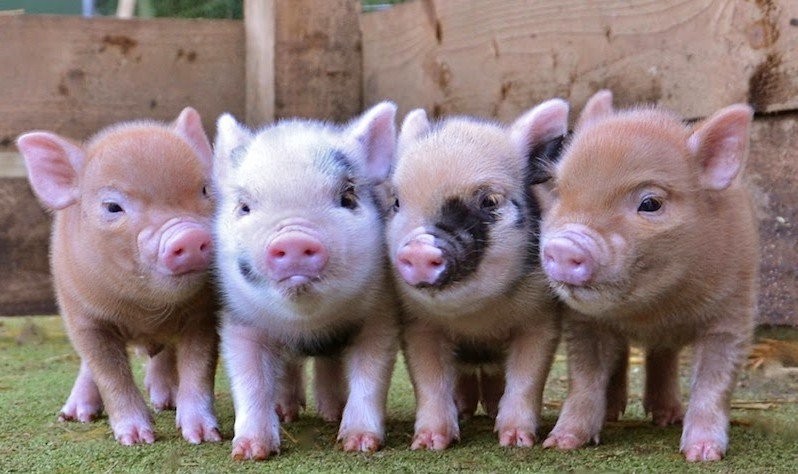 Como se Cria um Mini PIG ?