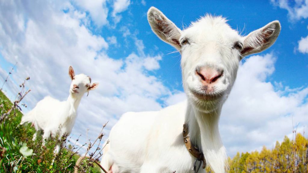 O Cabrito é FIlhote da Cabra