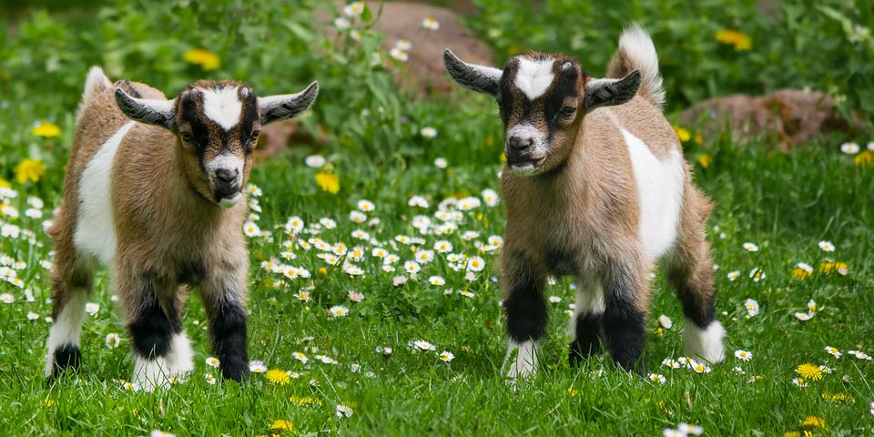 O Cabrito é um Caprino