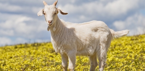 Órgãos das Cabras