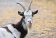 Comportamento da Cabra, Hábitos e Modo de Vida do Animal