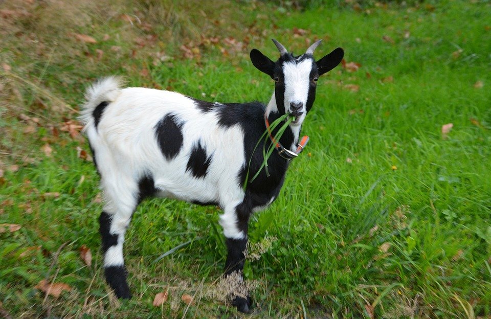 Saiba Tudo Sobre Cabrito 