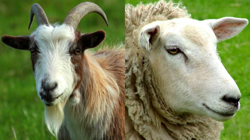 Qual a Diferença entre Cabrito e Cordeiro ?