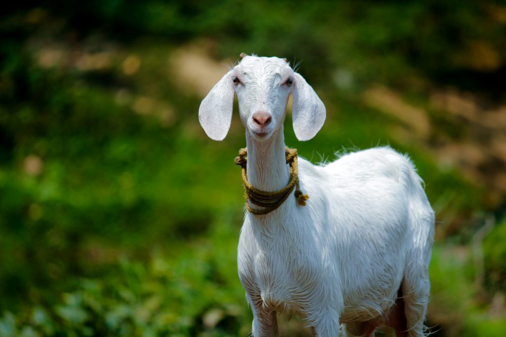 A Cabra Faz Parte da Fauna Brasileira 